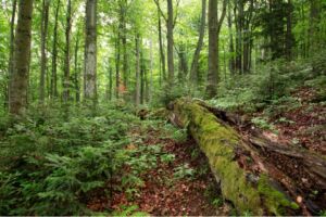 Primary and old-growth forests in Europe