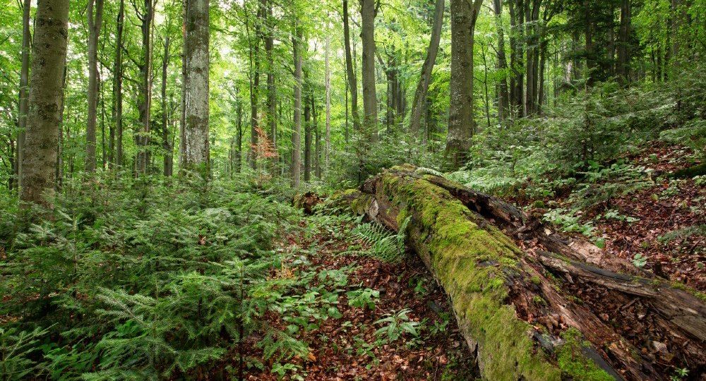 Primary and old-growth forests in Europe